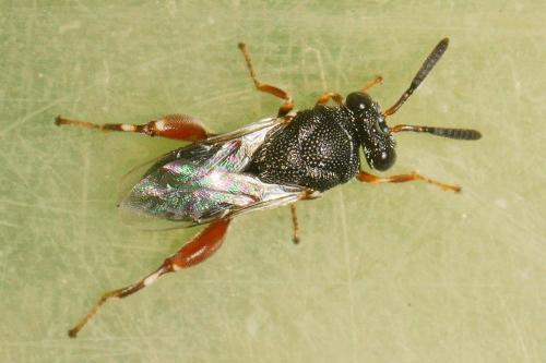 Réf. 194 519 : Brachymeria podagrica